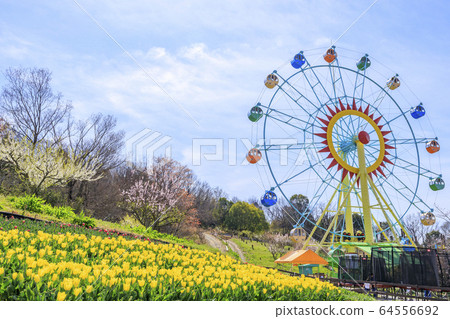 Harvest Hill Haru Tulip 64556692
