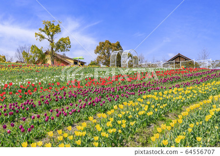 Harvest Hill Haru Tulip Harvest Hill Haru Tulip 64556707