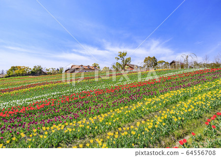 Harvest Hill Haru Tulip Harvest Hill Haru Tulip 64556708