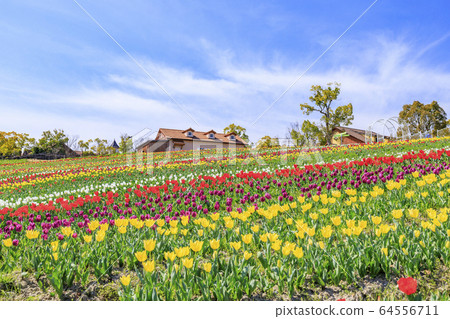 Harvest Hill Haru Tulip Harvest Hill Haru Tulip 64556711