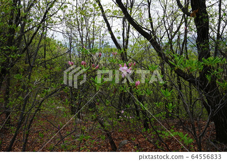 北漢山，國家公園，春天的花朵 64556833