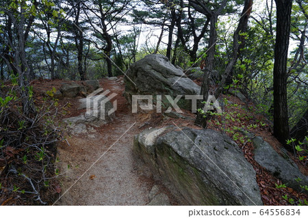 北漢山，國家公園，春天的花朵 64556834