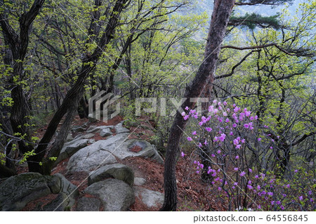 Bukhansan. National Park. Spring Flowers 64556845