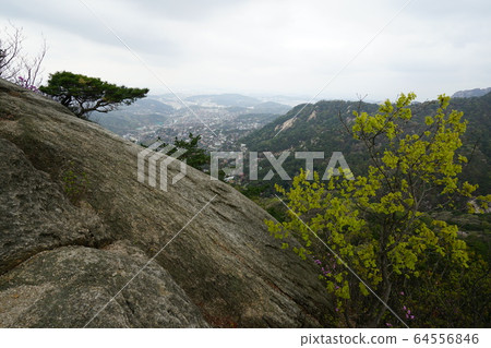 Bukhansan. National Park. Spring Flowers 64556846