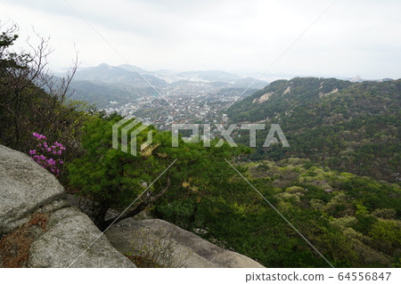 Bukhansan. National Park. Spring Flowers Bukhansan. National Park. Spring Flowers 64556847