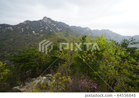 北漢山,國家公園,春天的花朵 北漢山,國家公園,春天的花朵 64556848