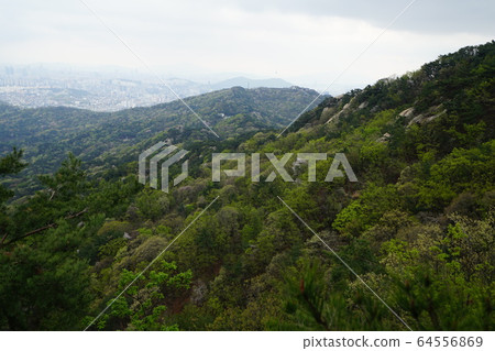 Bukhansan. National Park. Spring Flowers Bukhansan. National Park. Spring Flowers 64556869