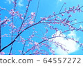 Cherry Blossoms	 64557272