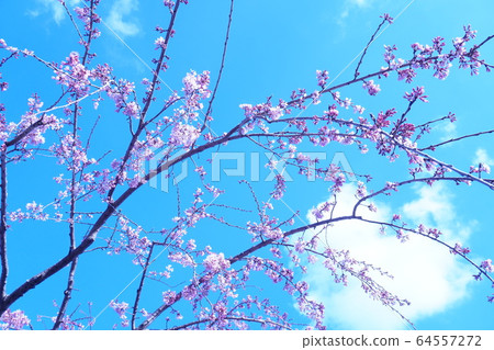 Cherry Blossoms	 64557272