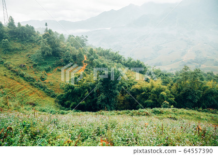 Muong Hoa Valley wildflower and mountain in Sapa, Vietnam 64557390