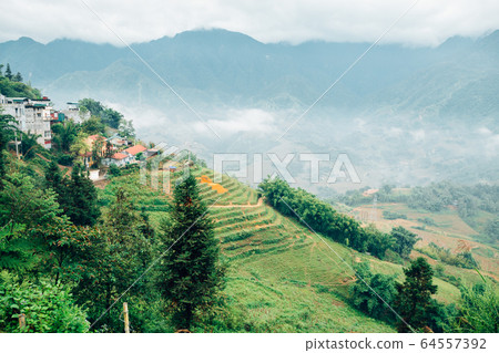 Muong Hoa Valley Terraced rice field in Sapa, Vietnam 64557392