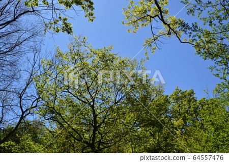春天的長沼公園看起來像這樣 64557476
