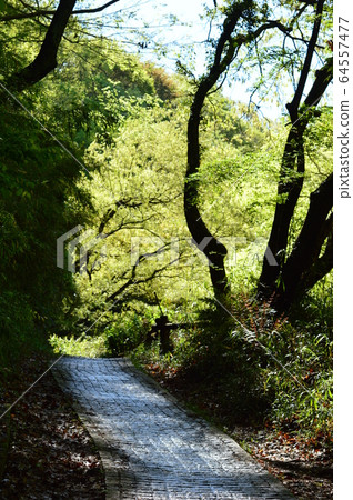 春天的長沼公園看起來像這樣 64557477