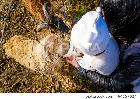 Two year old girl mother in farmland feeding farm 64557624
