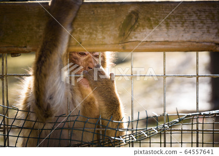 Monkey in farmland in Preding. Sunny Autumn day 64557641
