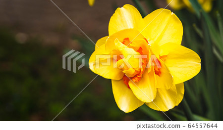Yellow Daffodil Narcissus flowers outdoors in Yellow Daffodil Narcissus flowers outdoors in 64557644