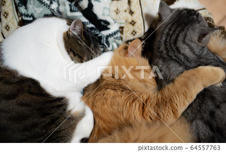 Three cats sleeping in the same orientation Three cats sleeping in the same orientation 64557763