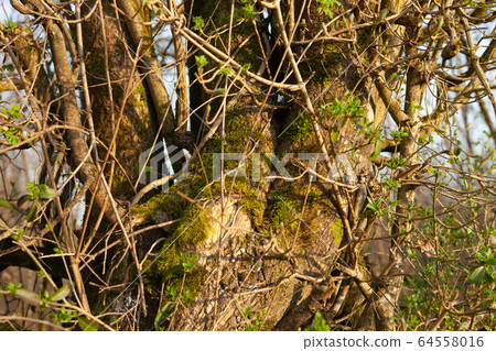 Countryside scenery in Europe Countryside scenery in Europe 64558016