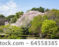 Cherry blossom garden 64558385
