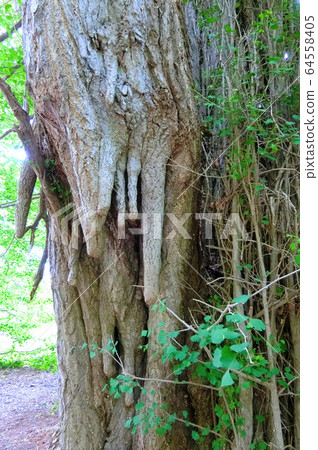 Great ginkgo of Kitakagasawa 64558405