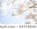 Cherry blossoms shining against the blue sky 64558646