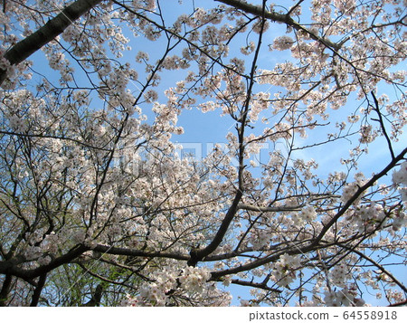 Cherry Blossoms Cherry Blossoms 64558918