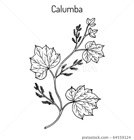 Calumba Jateorhiza palmata , medicinal plant 64559124