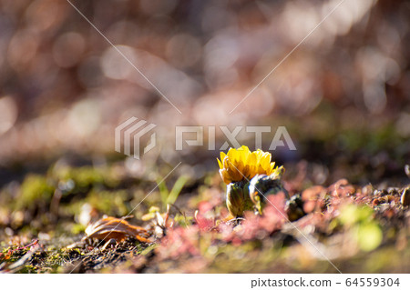 在初夏的陽光下盛開的福壽莊 64559304