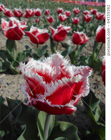 Tulip "New Santa" Tulip "New Santa" 64559362