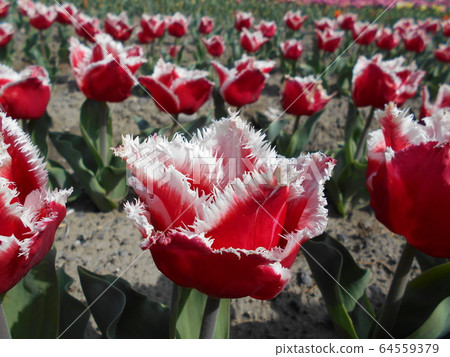 Tulip "New Santa" 64559379