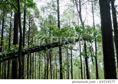 Plants that grow strongly from fallen trees 64559577