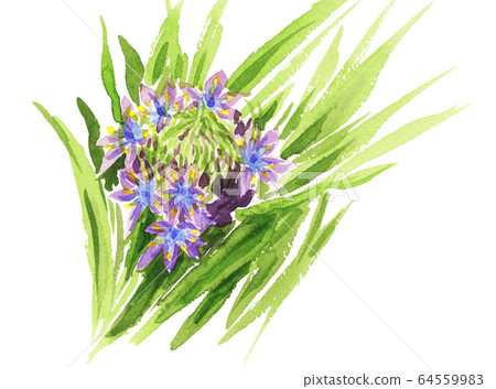 席勒·佩魯維亞娜20420pix7 64559983