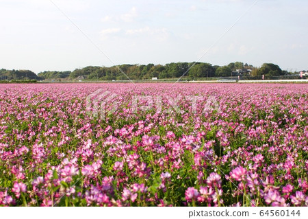 One side of a milky field 64560144