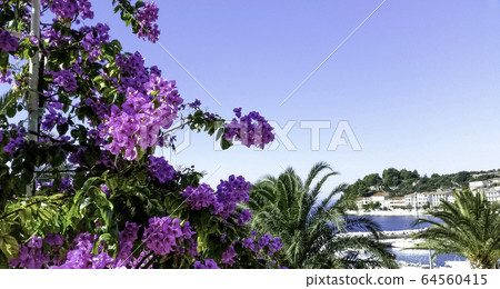 Bougainvillea flower in Podgora, Makarska Riviera, Dalmatia, Croatia 64560415