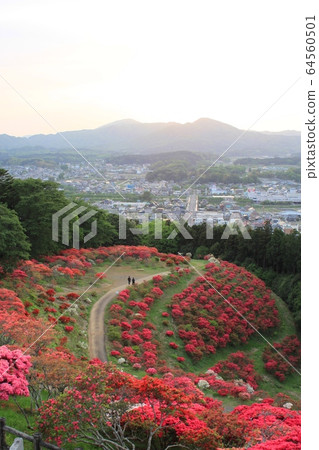 Evening view of azalea park 64560501