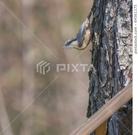 Close up wood Nuthatch or Eurasian nuthatch, climbing on larch tree trunk with head down. Green bokeh background, copy space. Close up wood Nuthatch or Eurasian nuthatch, climbing on larch tree trunk with head down. Green bokeh background, copy space. 64561175