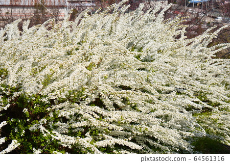 Yukiyanagi in full bloom Yukiyanagi in full bloom 64561316