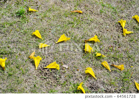 Ipe花瓣質地的材料掉在草坪上 64561728