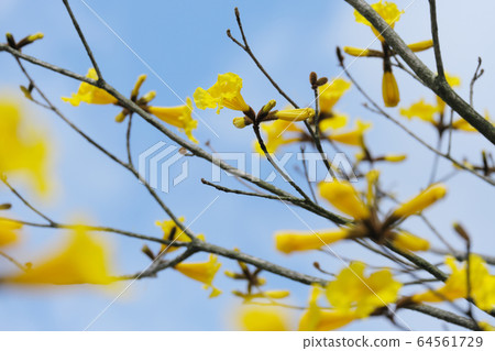 Beautiful yellow Ipe flower Beautiful yellow Ipe flower 64561729