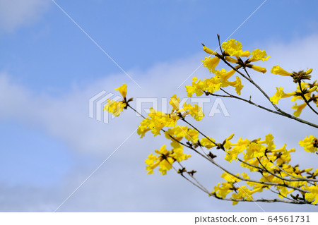 雲彩和Ipe花在晴朗的一天 64561731