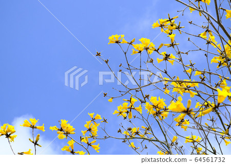 清除藍藍的天空和ipe花 64561732