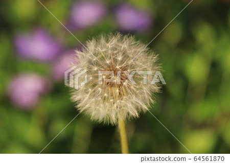 Beautiful dandelion fluff 64561870