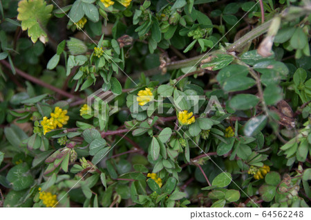 Comet Tsukkusa 64562248