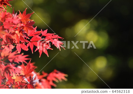 楓葉鮮豔的葉子 64562318