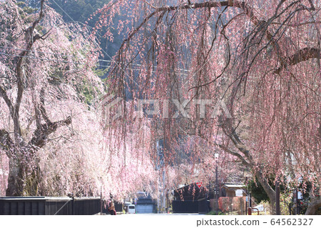 角館武士住宅街上的垂枝櫻花 角館武士住宅街上的垂枝櫻花 64562327