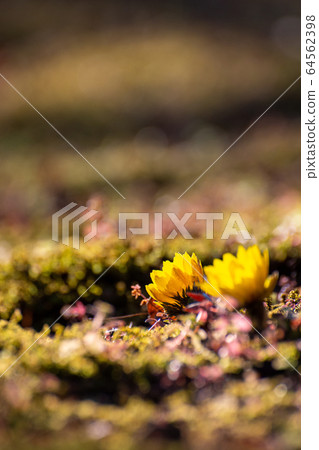Fukujuso that blooms in the early summer sun Fukujuso that blooms in the early summer sun 64562398