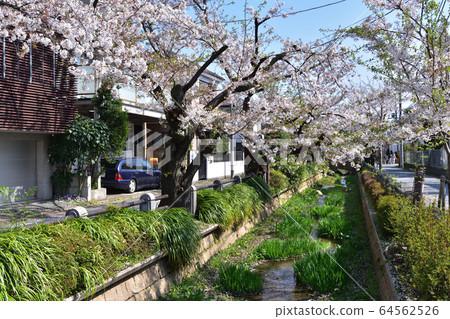 Rows of cherry blossom trees in Wagawa River Park in Setagaya Ward 64562526