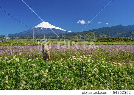 貓頭鷹富士山花田新幹線 64562562