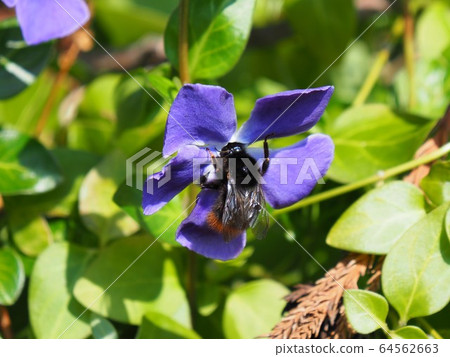 黑色大黃蜂 64562663