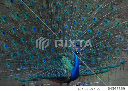 Indian peacock 64562869